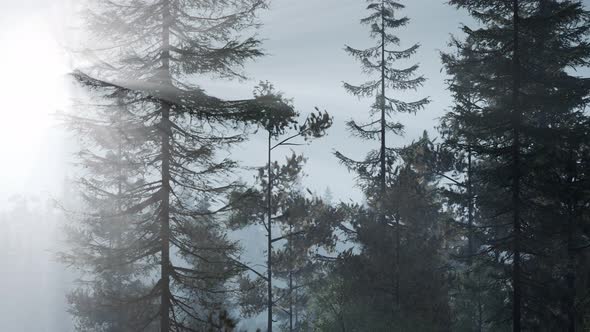 Misty Nordic Forest in Early Morning with Fog