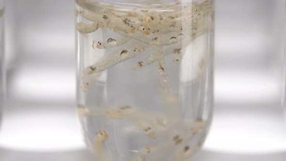 Test Tube with Chaoborus Larvae Samples