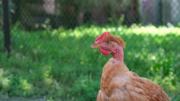 Free Range Chicken in the Backyard on the Green Grass