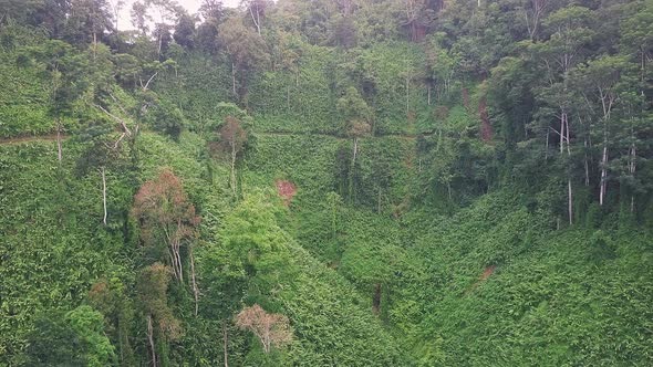 Aerial drone footage of hiking trail on green rainforest mountainside