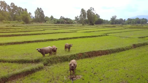Drone Rotates Above Buffaloes Pastured on Rice Plantations