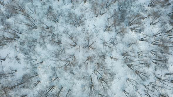 Flying Above Winter Trees
