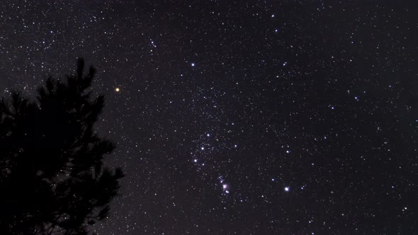 Orion at night with tree