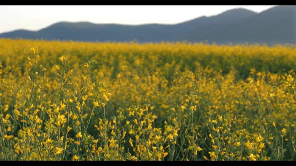 Rapeseed Plantations Against The Backdrop Of The Mountain