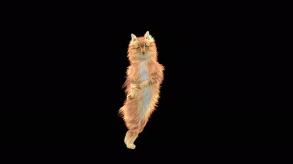 Cat Dancing 4K