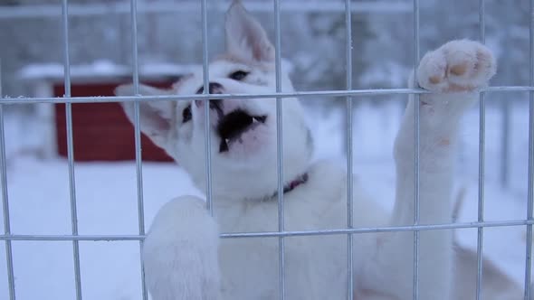 Siberian husky puppy looking over a fence, in Lapland, Finland