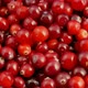 Cranberry berries seamless rotation - VideoHive Item for Sale