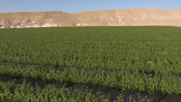 Flying over vineyard in the Desert 