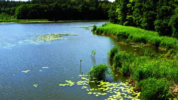 Lake and green forest in Tuchola natural park, aerial view