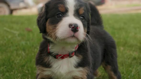 Close up handheld shot of a cute and curious burnese mountain dog puppy standing in the grass
