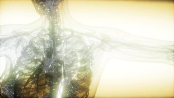 X-Ray Image Of Human Body alt