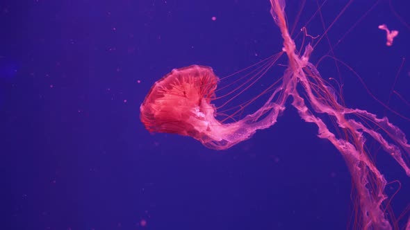 A group of red jellyfish (Chrysaora Pacifica) floating underwater. Japanese sea nettle swimming