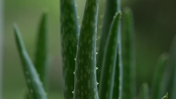 Aloe Vera Plant 11
