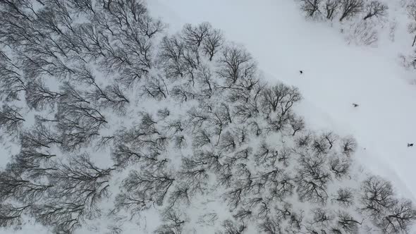 aerial top down skiers weave downhill on a snow covered mountain slope during winter in nozawa onsen