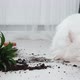 Guilty Dog on the Floor Next to an Overturned Flower - VideoHive Item for Sale