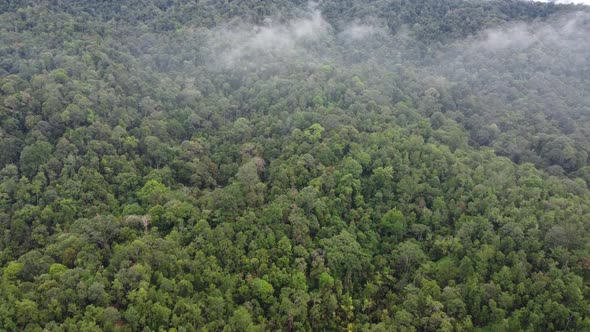 Aerial view low cloud at Malaysia rainforest