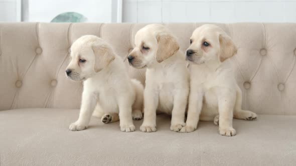 Portrait of labrador puppies on a sofa