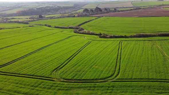 Green lush farmers fields in Summer agriculture