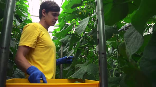 Man is Harvesting Cucumbers and Standing in Hydroponic Greenhouse Indoors Spbd