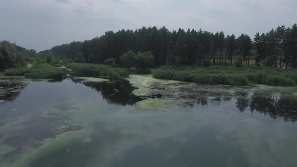 Top View  Lake and Forest in Summer