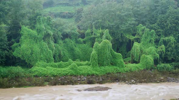 8K Ivy Covered Real Jungle Trees and Natural Dense Vegetation in Tropical Rain Forest