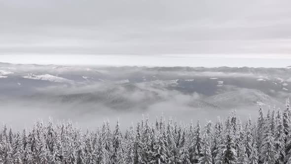 Aerial Flying Above Winter Mountain Forest Covered in Fog