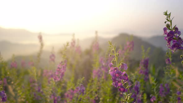 Natural grass flower and background sea fog mountain sunlight in morning