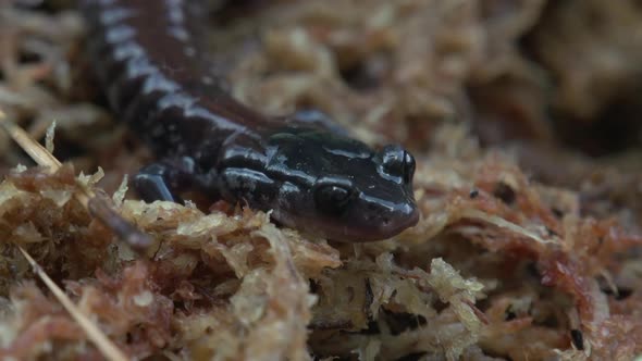 shots of north carolina native salamanders