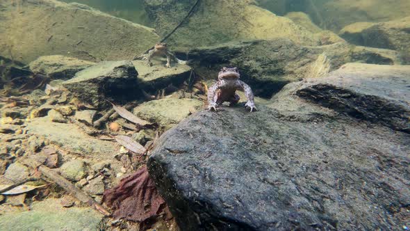 Common toad, Bufo bufo, Czech republic, Europe wildlife