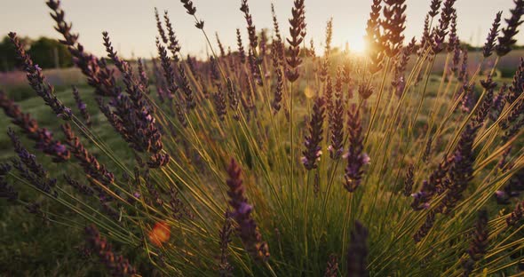 Row of Lavender Bushes at Sunset