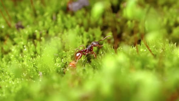 Ant Close-up in the Wild.