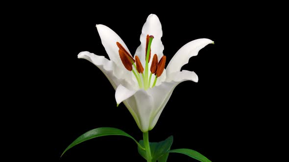 Time Lapse Lily Flower Opening