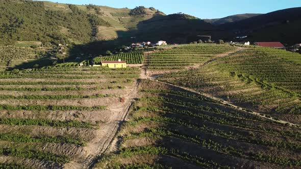 Flying along the terraces of a green hillside vineyard in the Douro Valley of Portugal. Aerial, 4K.