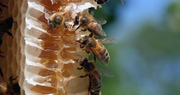 |European Honey Bee, apis mellifera, Bees on a wild Ray, Bees working on Alveolus