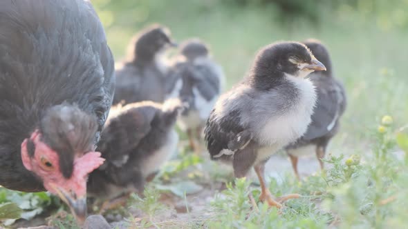 A family of small chickens with their mother chicken are walking in the farm yard.