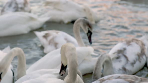 Big Group of Swans on the River