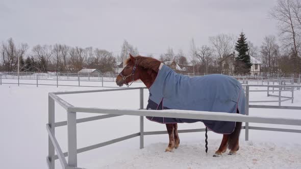 Brown Horse in a Blue Blanket Outside in a Paddock in Winter