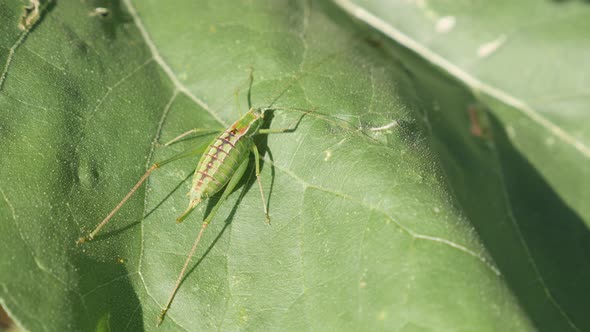 Great green bush-cricket Tettigonia viridissima on the plant leaf 4K footage