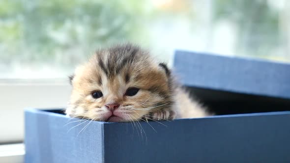 Cute Persian Kitten Sitting In A Gift Box