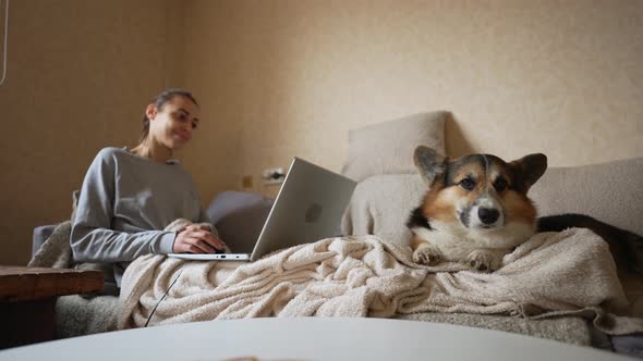 Slow Motion Close Up Welsh Corgi Pembroke Lying on Couch in Living Room Close to Woman Working on