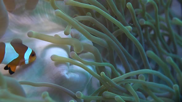 Clownfish (Amphiprion ocellaris) cleaning mouth of sea anemone