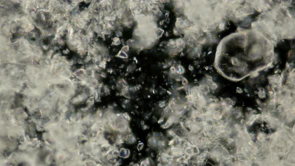 the Motion of Scorbutus Crystals Under a Microscope, an Alcoholic Solution of Ascorbic Acid, the