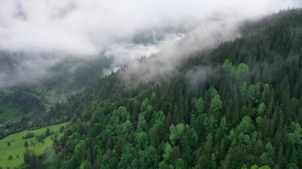 Nature. Aerial view at summer forest. Natural summer landscape from air.