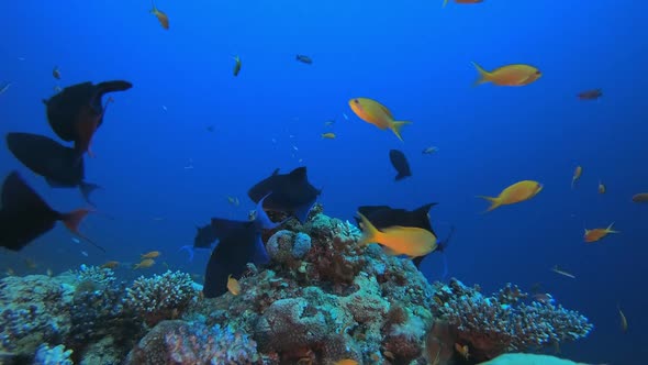 Coral Reef and Fishes Underwater