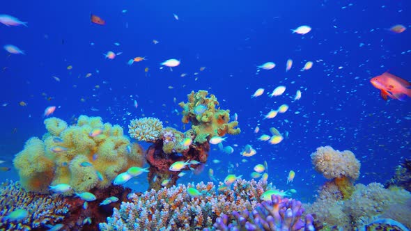 Reef Coral Tropical Garden