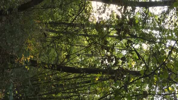 Vertical Video Autumn Forest with Trees in Ukraine Slow Motion