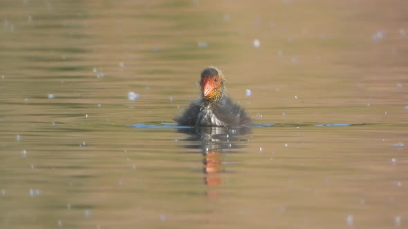 Red Faced Eurasian Coot Cub Swimming Alone in The Lake