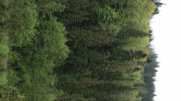 Vertical Video Aerial View of Trees in the Forest