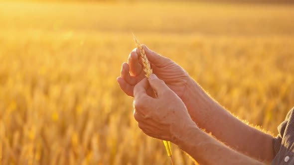 Man hands hold a ripe wheat spike. 