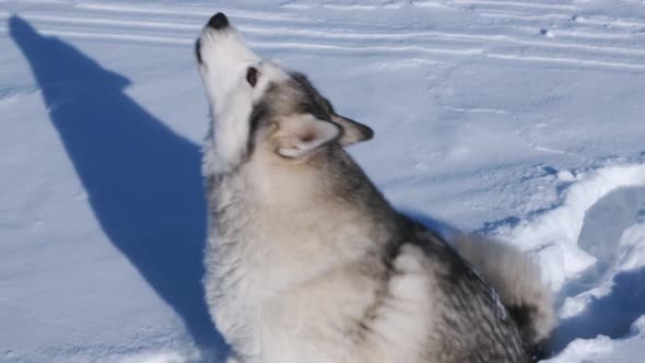 Siberian husky dog plays in the snow on a bright sunny day.